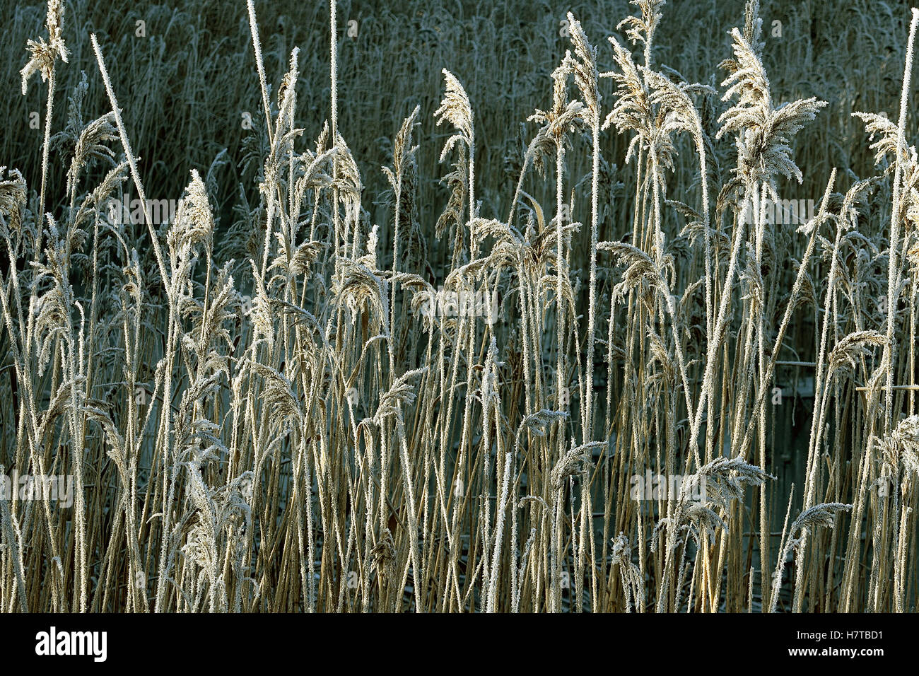 Frosty reeds in frozen hi-res stock photography and images - Alamy