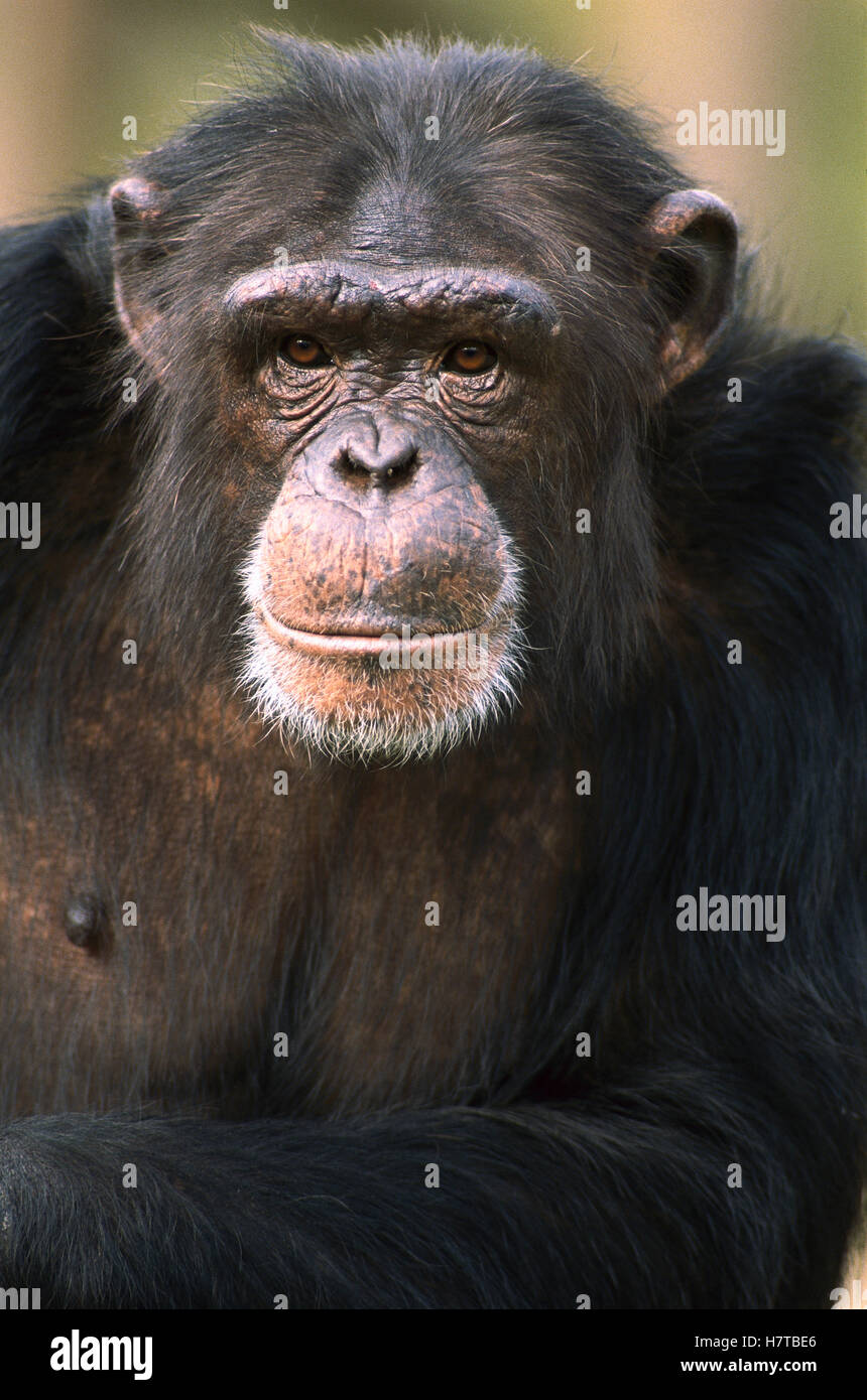 Chimpanzee (Pan troglodytes) male portrait, native to central and west forested Africa Stock Photo