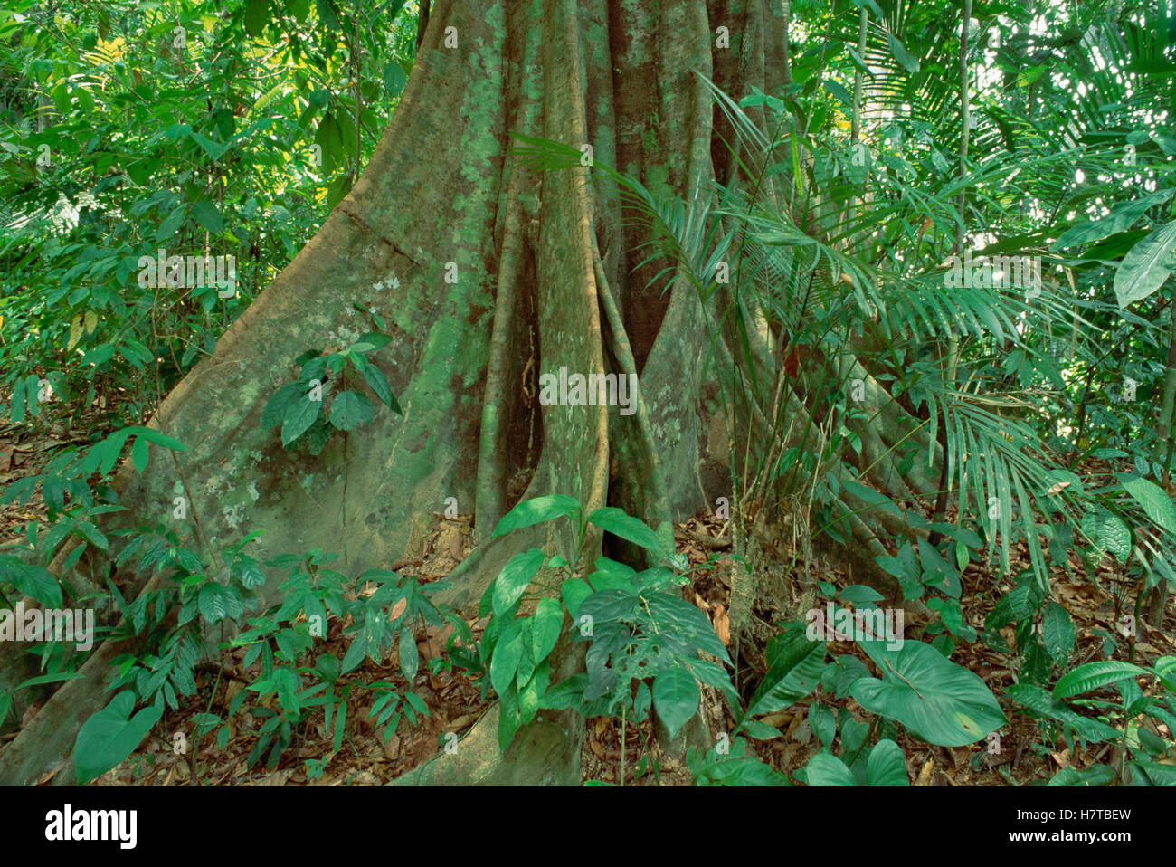 Apitong (Dipterocarpus grandiflorus) buttress root in lowland tropical
