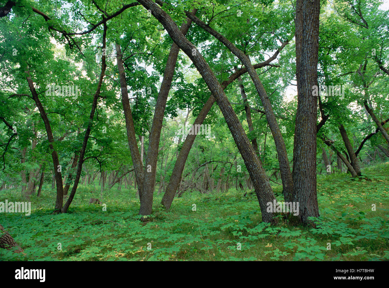 American Elm (Ulmus americana) old growth forest in Sully Hill National