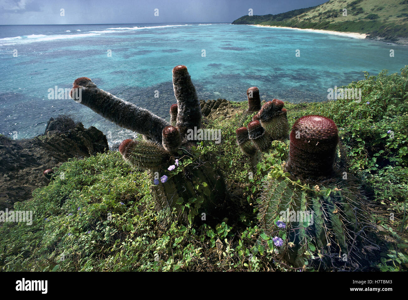 Turk's Cap Cactus (Melocactus intortus) on southeast coast of St