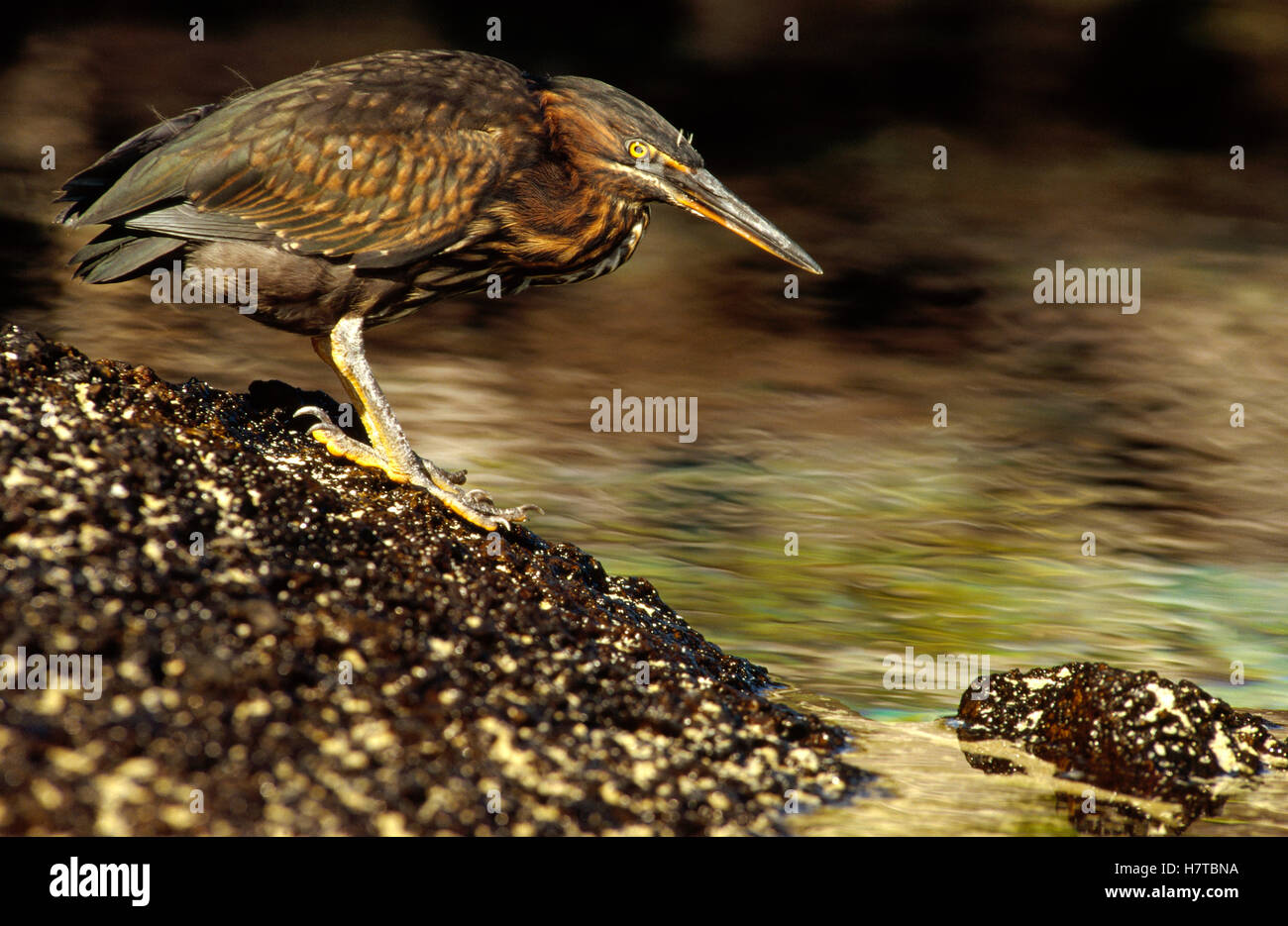 Lava Heron (Butorides sundevalli) fishing along shoreline, Galapagos