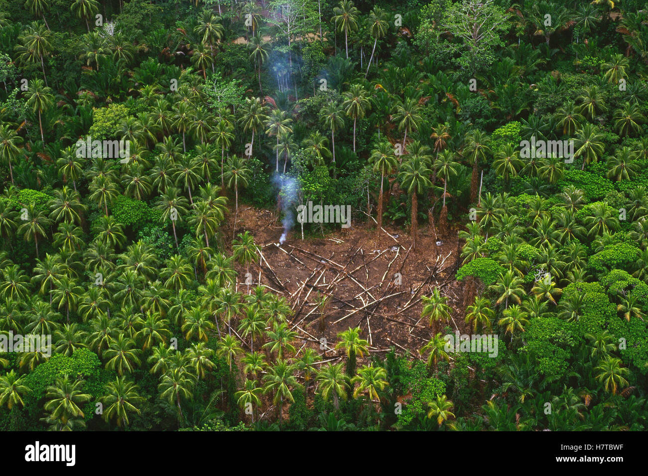 Traditional slash and burn clearcut in virgin lowland tropical ...