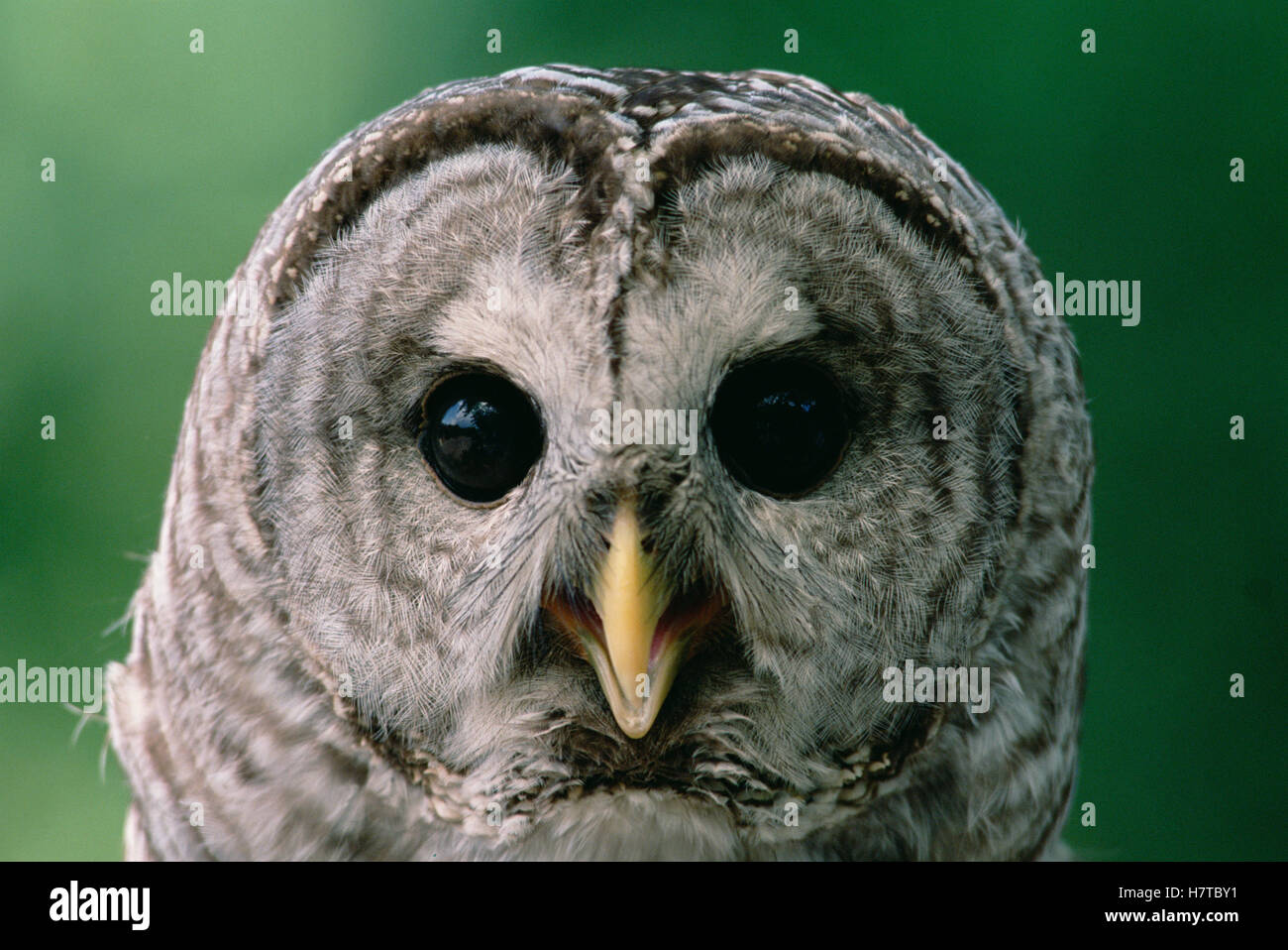 Strix Vari Barred Owl (Strix varia) portrait, North America Stock Photo - Alamy
