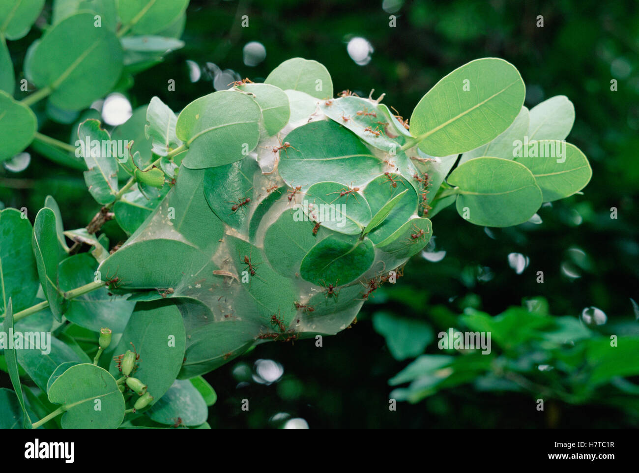 Weaver Ant (Oecophylla longinoda) colony weaving nest from water berry