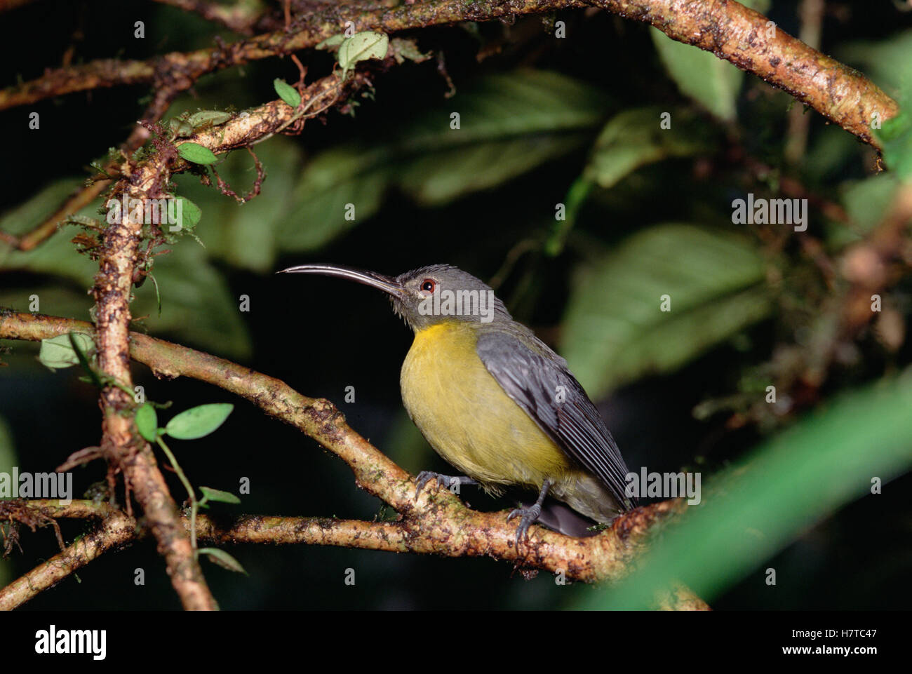 Greywinged Longbill (Toxorhamphus poliopterus) portrait, lives 400
