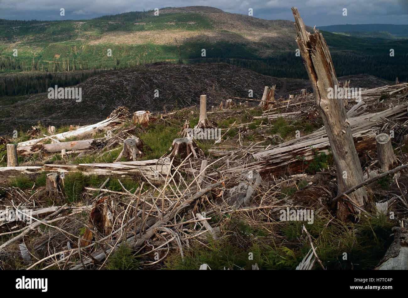 Temperate rainforest logging, Queen Charlotte Islands, British Columbia