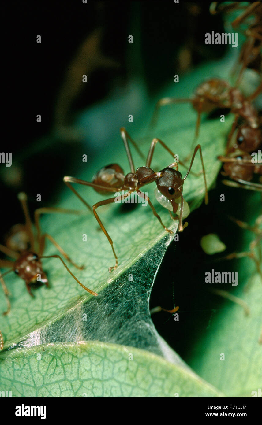 Weaver Ant (Oecophylla longinoda) workers using larvae silk to weave ...