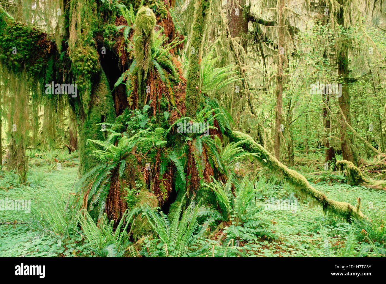 Bigleaf Maple (Acer macrophyllum) trees with epiphytes in old growth