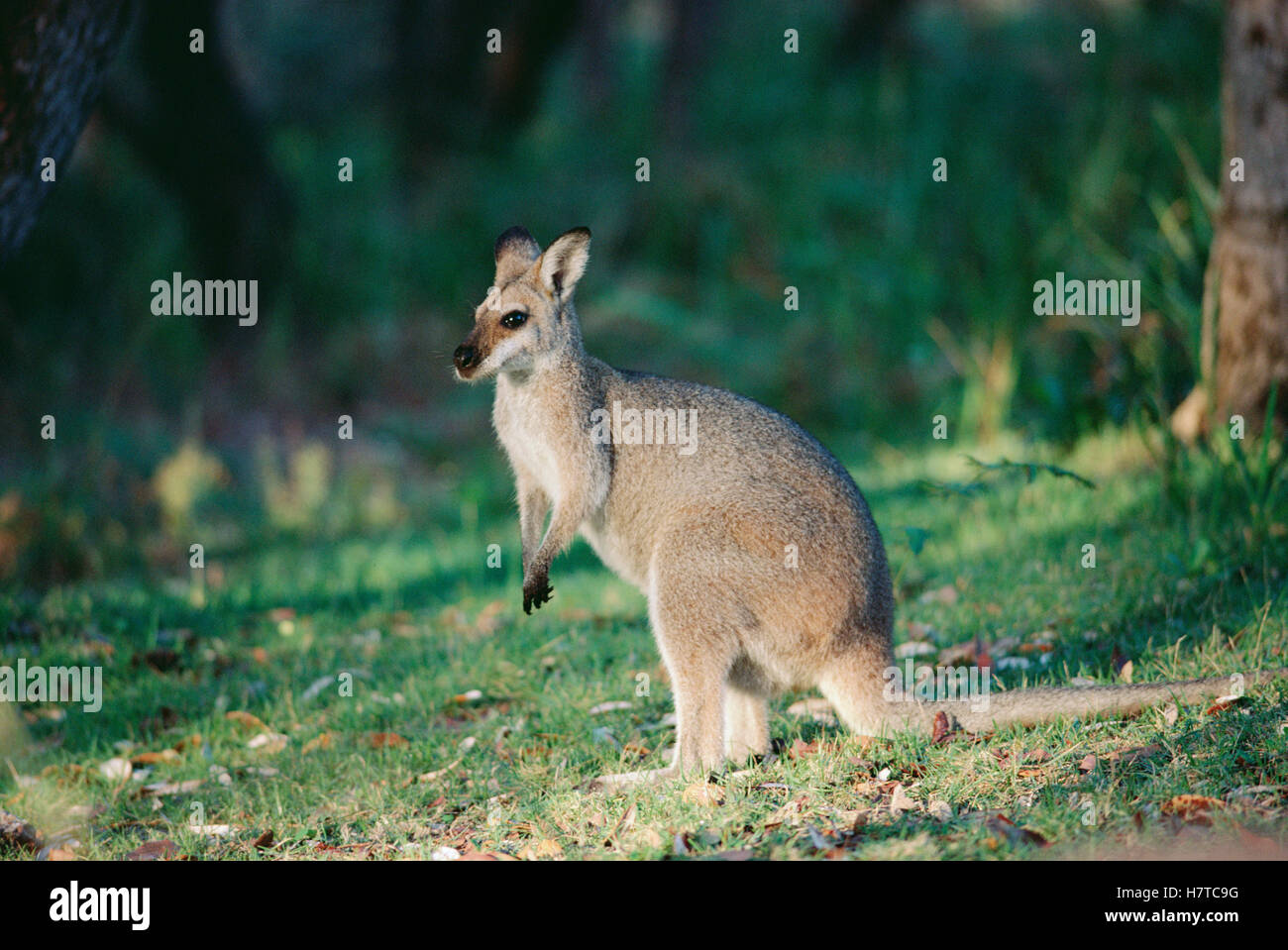Whiptail Wallaby (Macropus parryi) portrait, southeast Australia Stock