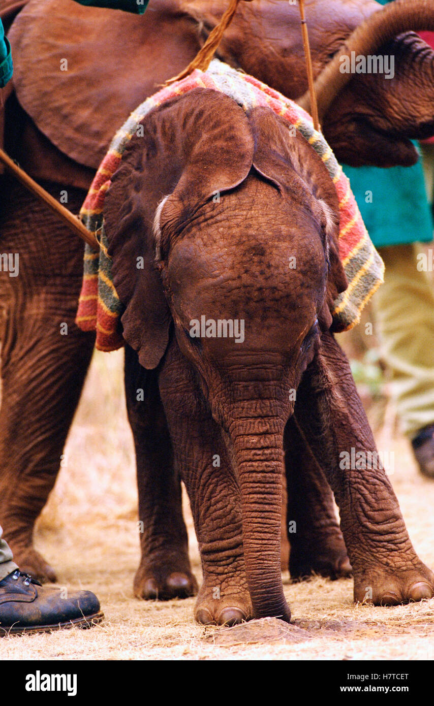 African Elephant Loxodonta Africana Orphan Called Lalbon One Month Old Shortly After Arrival 