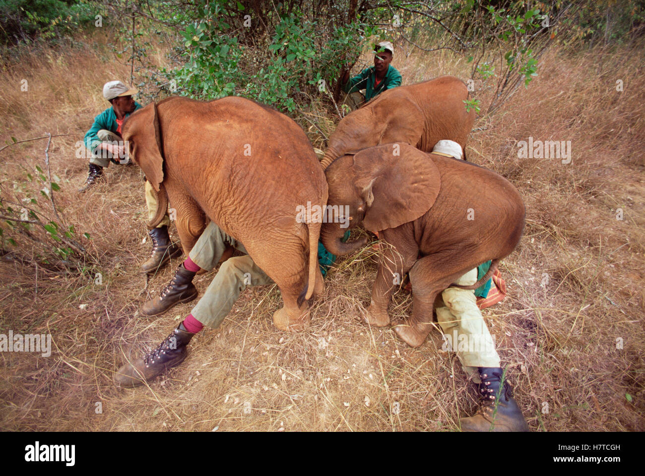 African Elephant Loxodonta Africana Orphans Being Comforted By Keepers David Sheldrick 