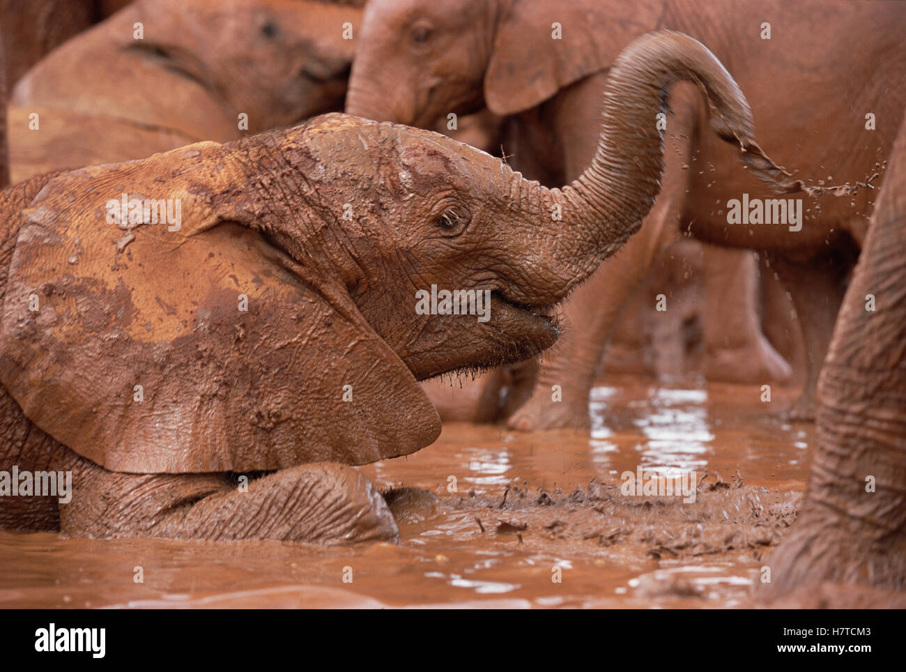 African Elephant Loxodonta Africana Orphans Squirting Mud In Mud Bath David Sheldrick 