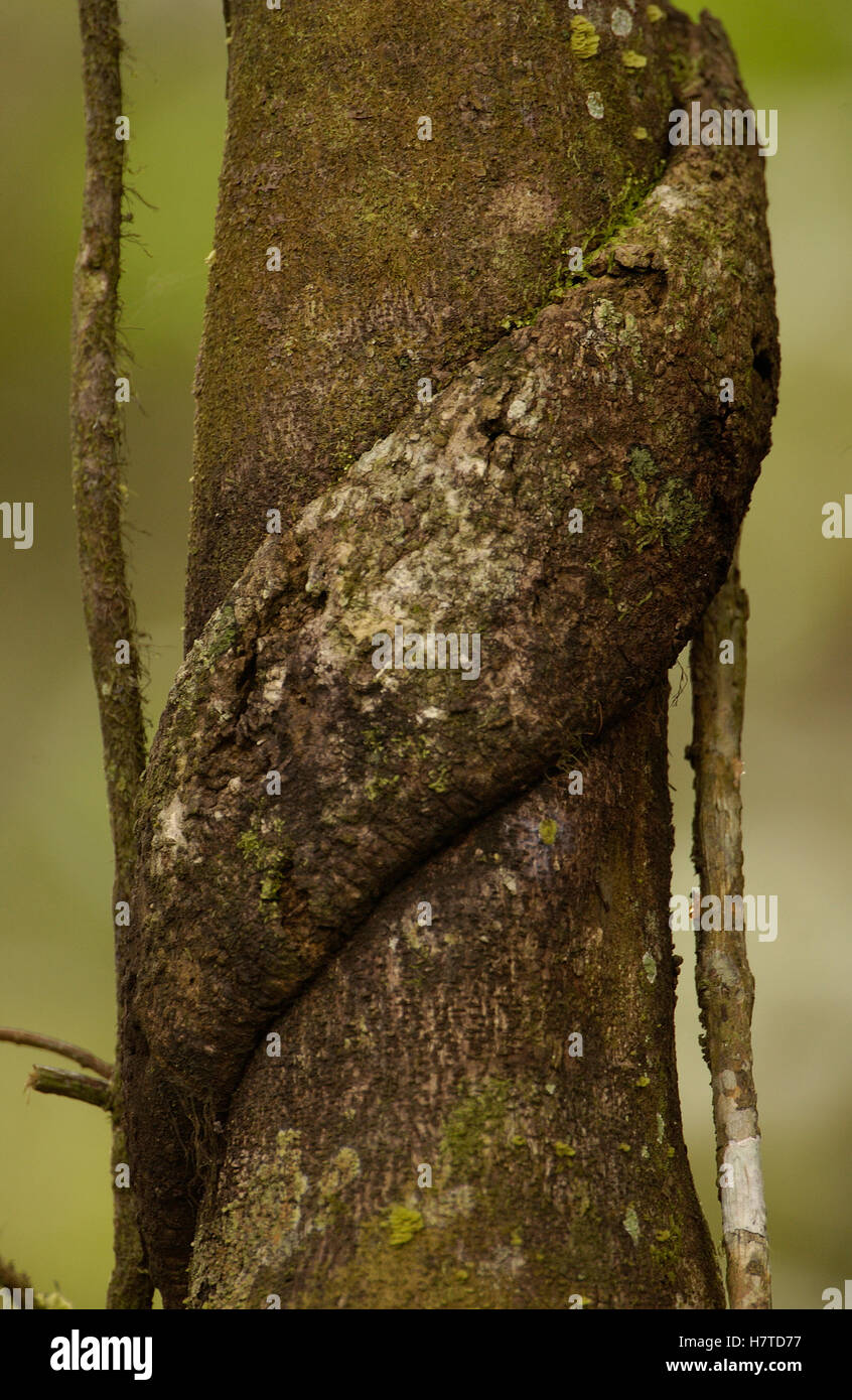 Vine wrapped around a tree trunk in the rainforest, Yasuni National ...