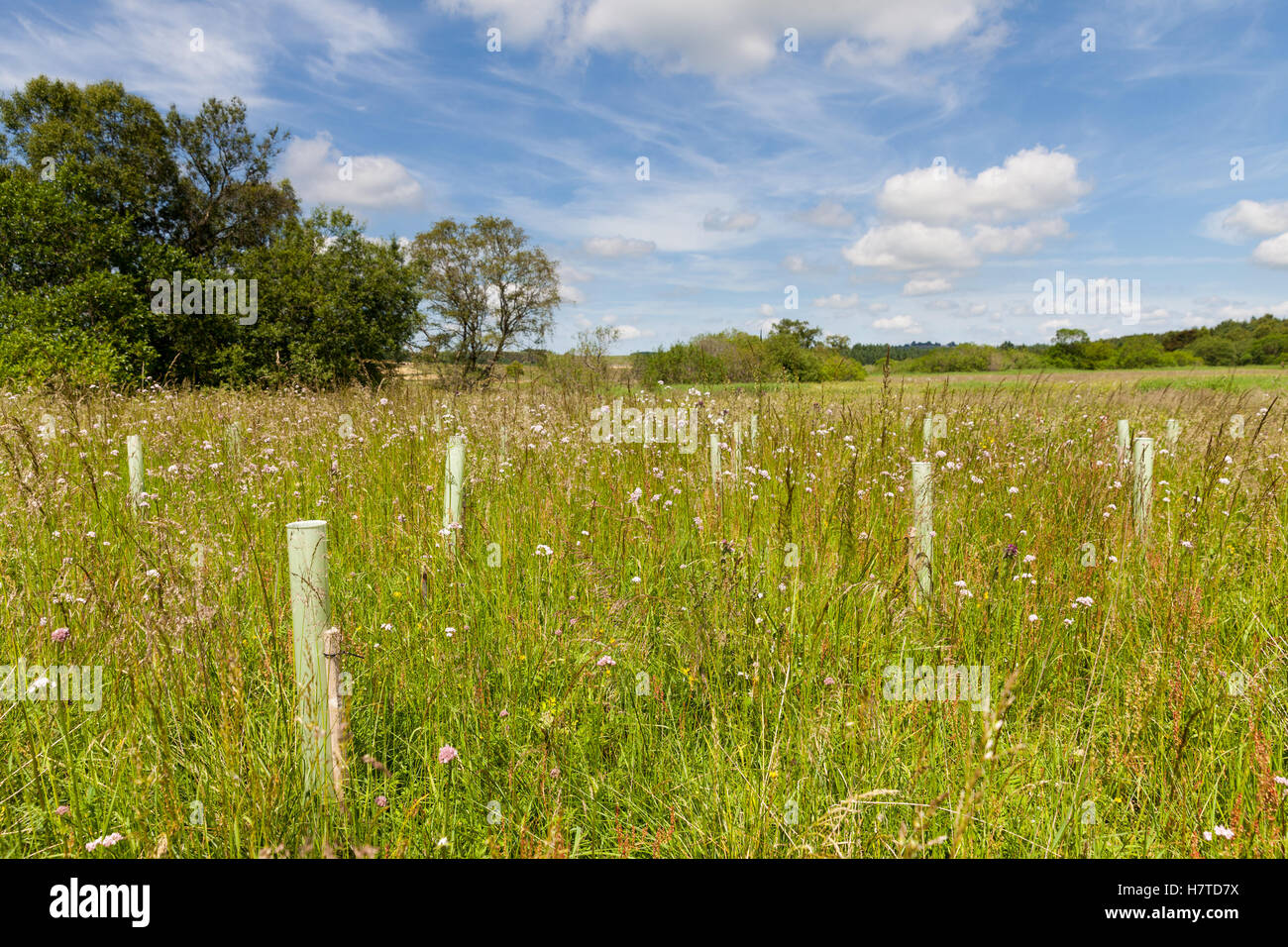 Tree planting for flood risk reduction in the River Eden catchment Stock Photo