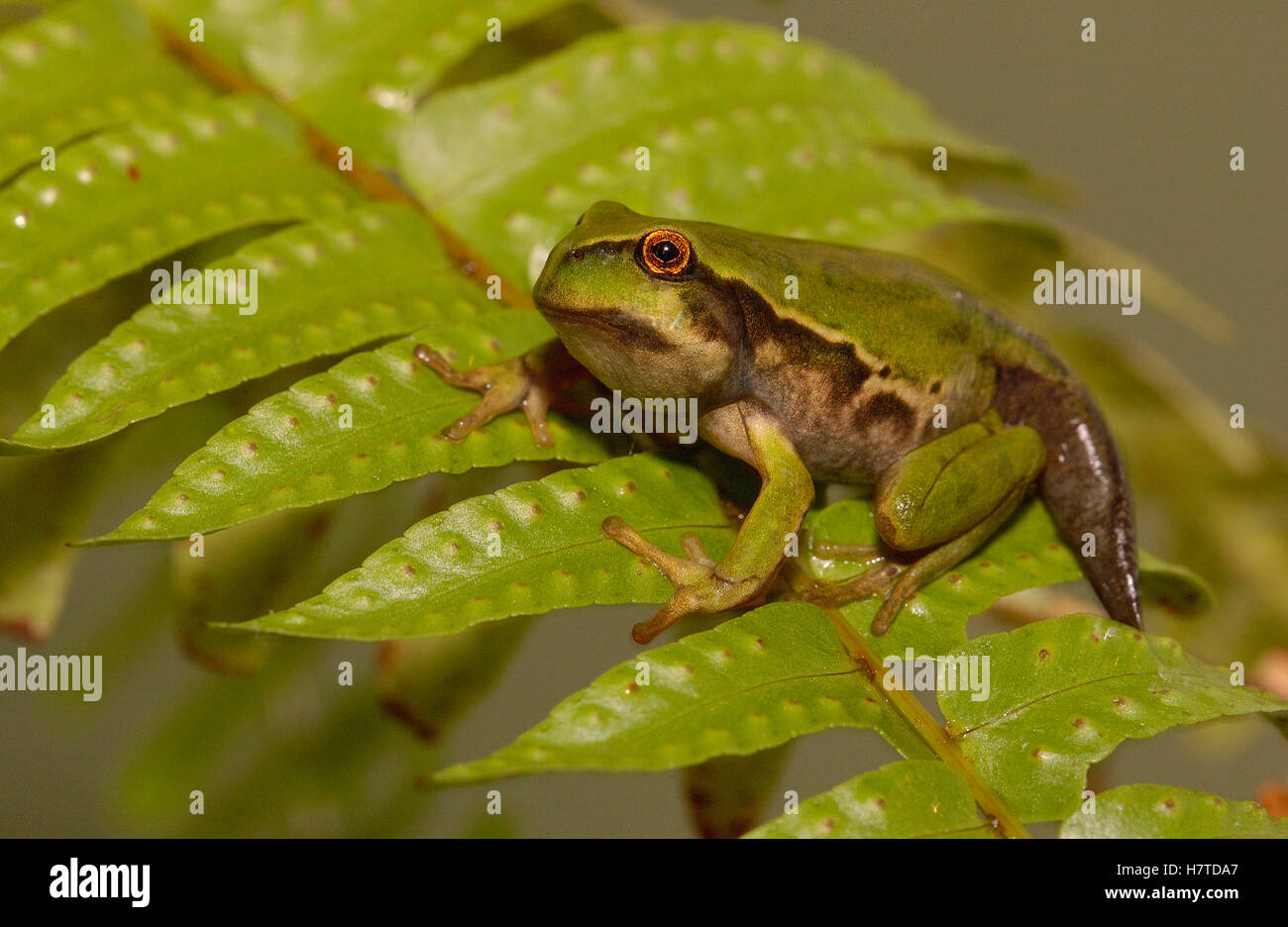 Marsupial Frog (Gastrotheca riobambae) third day out of water ...