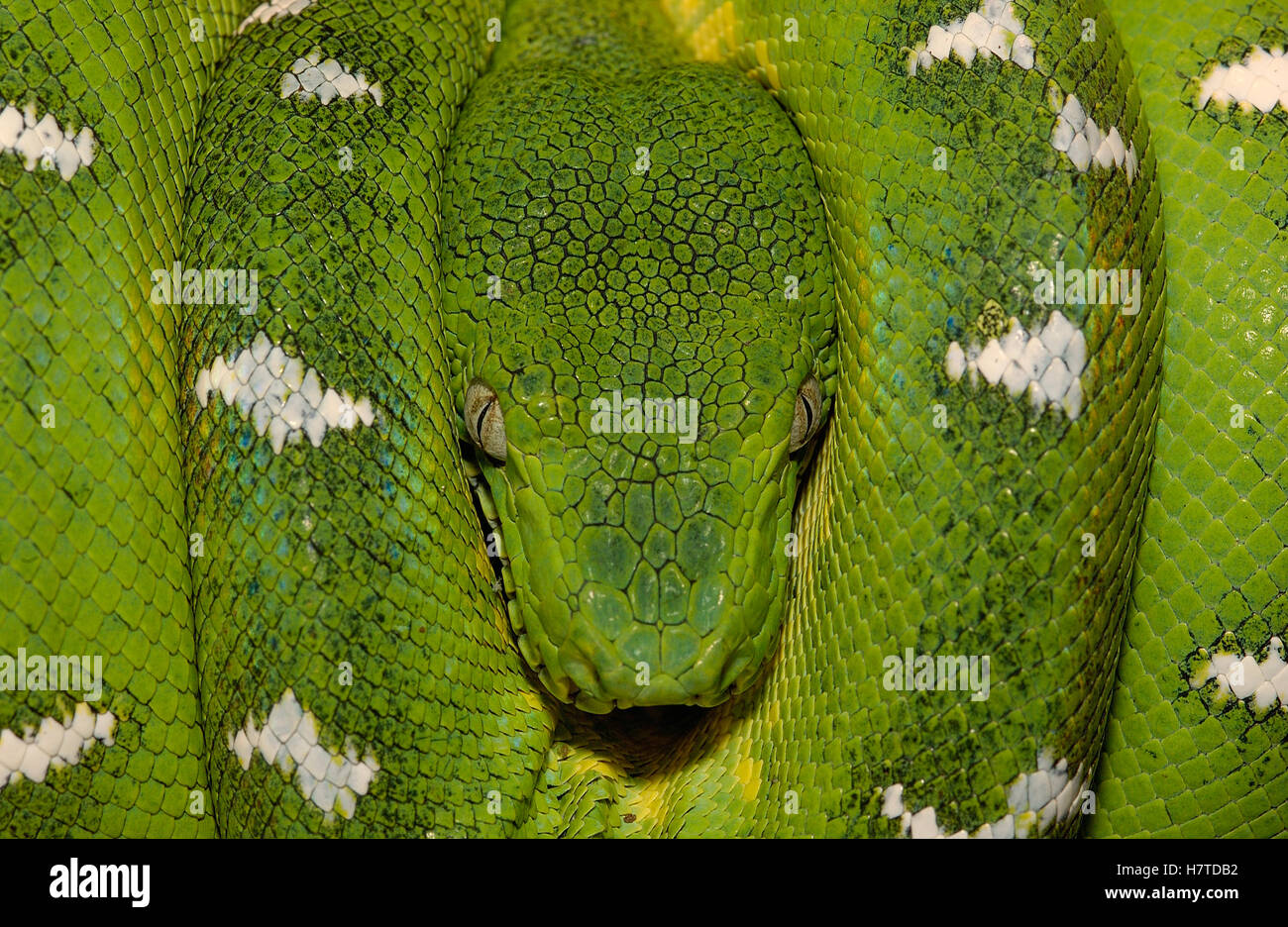 Emerald Tree Boa (Corallus caninus) coiled, Amazon, Ecuador Stock Photo ...