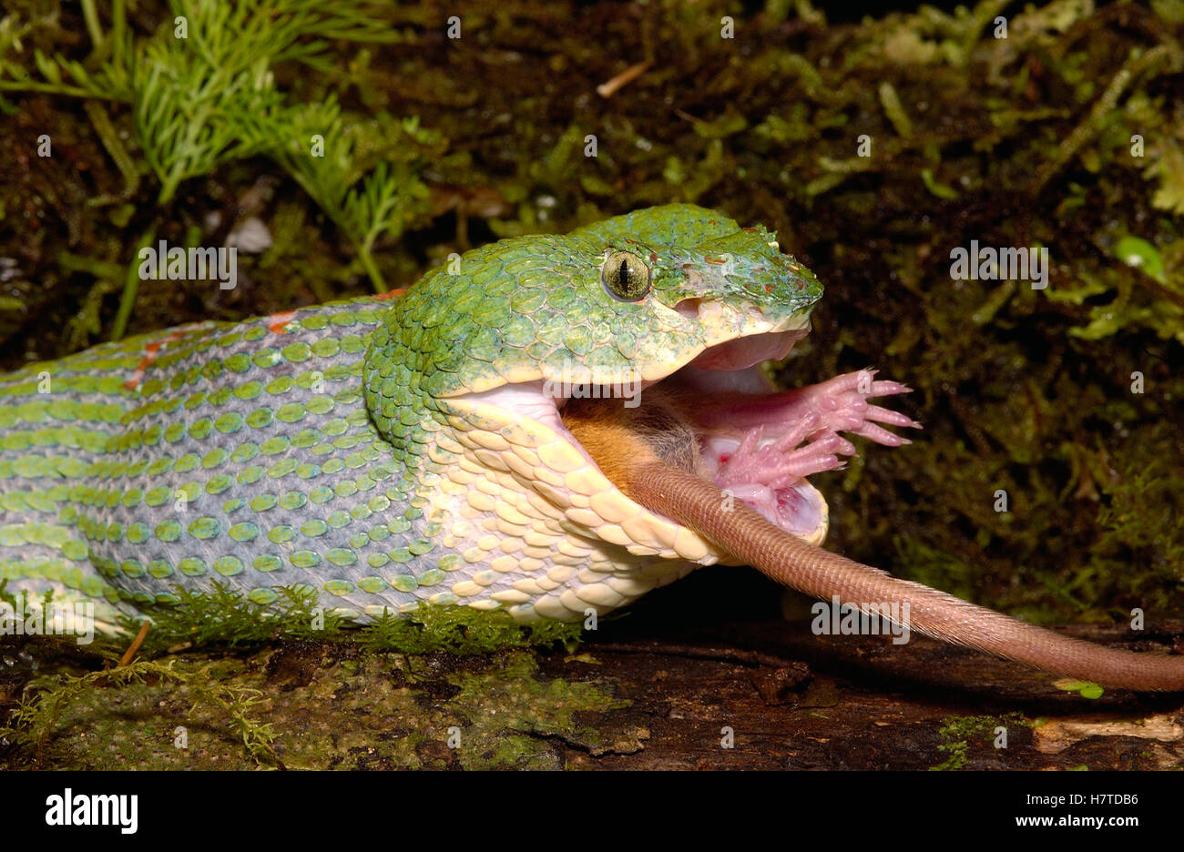 Eyelash Viper (Bothriechis schlegelii) eating a mouse, venomous