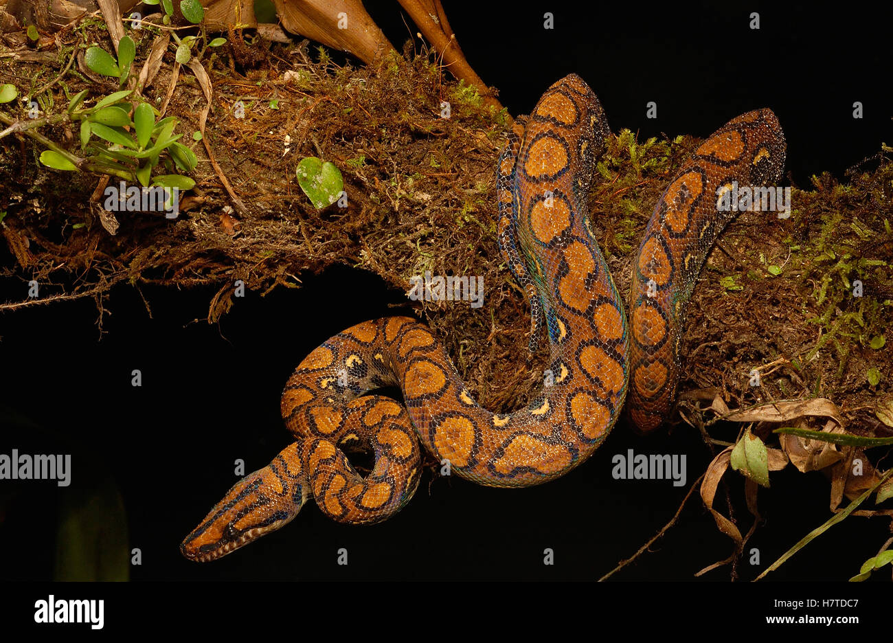 Rainbow Boa (Epicrates cenchria cenchria) adult, Amazon rainforest ...