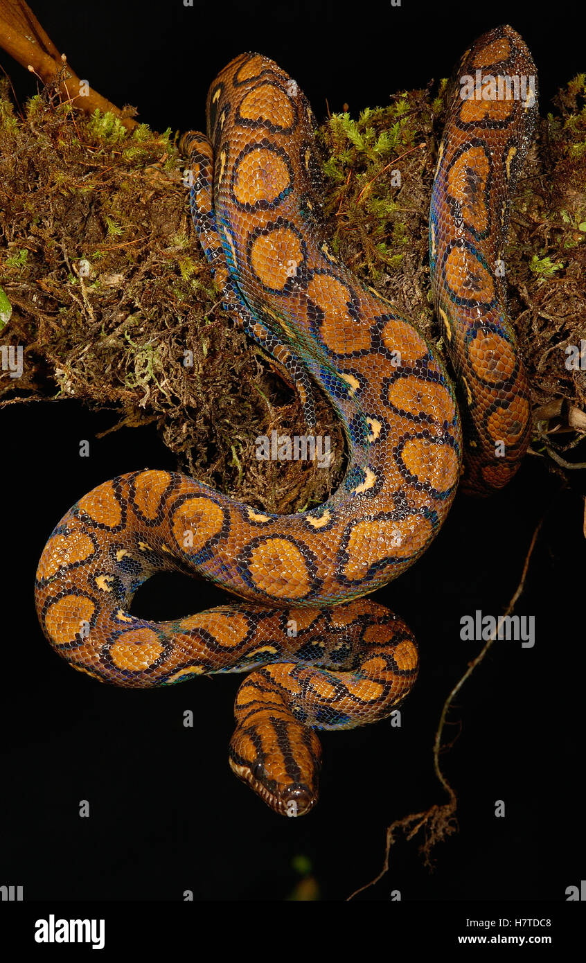 Rainbow Boa (Epicrates cenchria cenchria) adult, Amazon rainforest ...