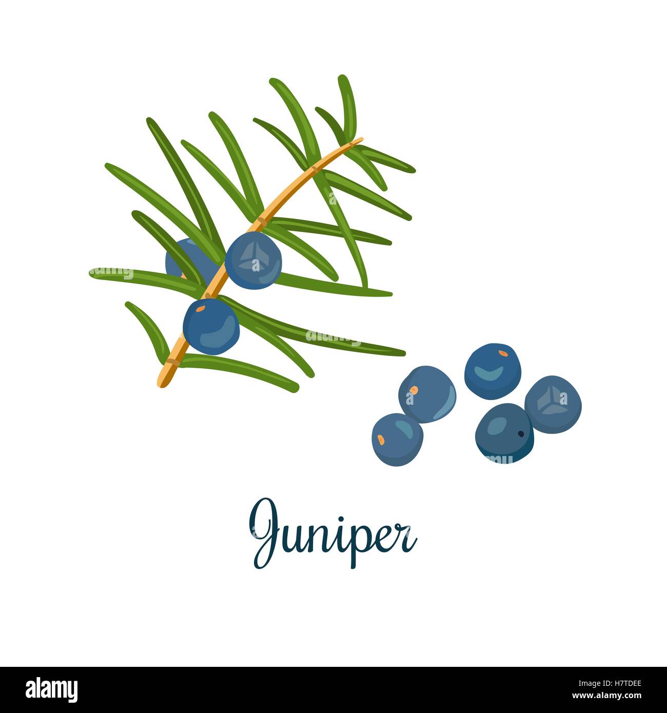 Juniper tree with berries juniperus communis Stock Vector Images - Alamy