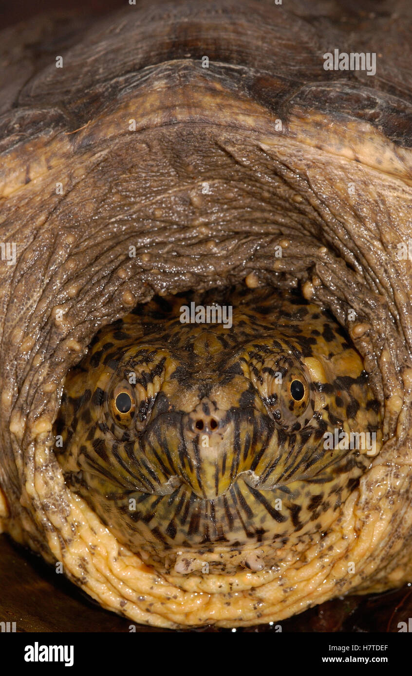 Snapping Turtle (Chelydra serpentina) head drawn into shell for ...