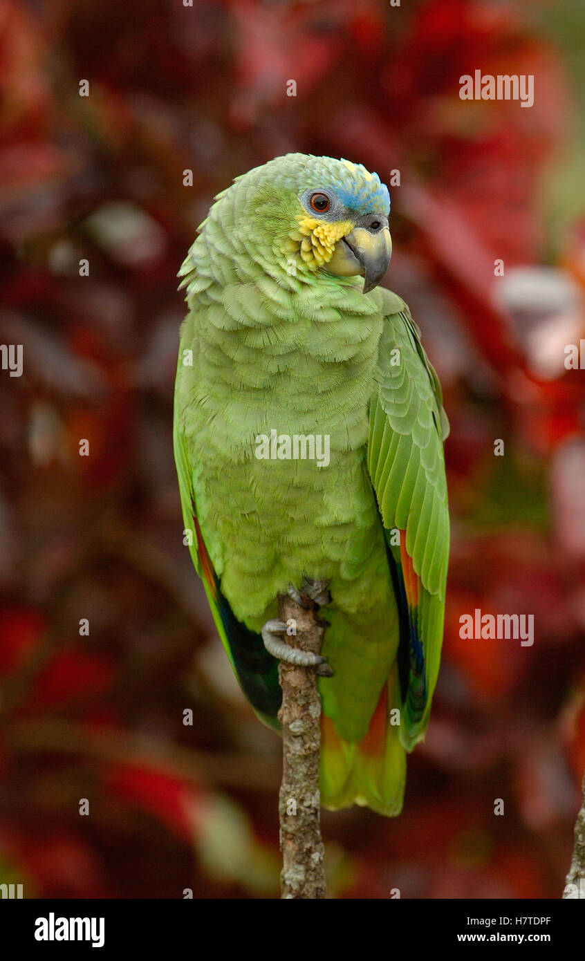 Orangewinged Parrot (Amazona amazonica) perching, Amazon rainforest