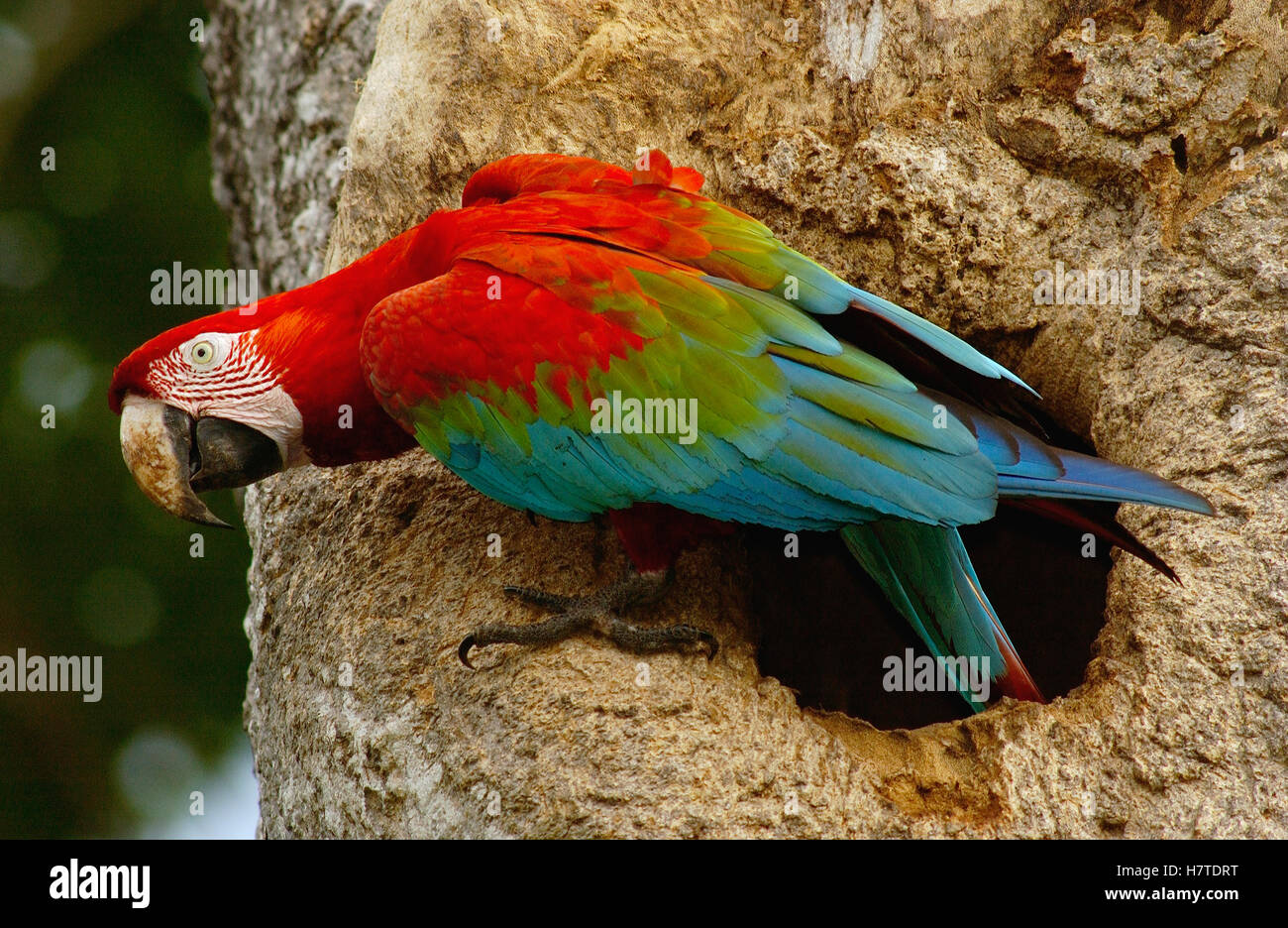 Red and Green Macaw (Ara chloroptera) adult emerging from nest cavity ...