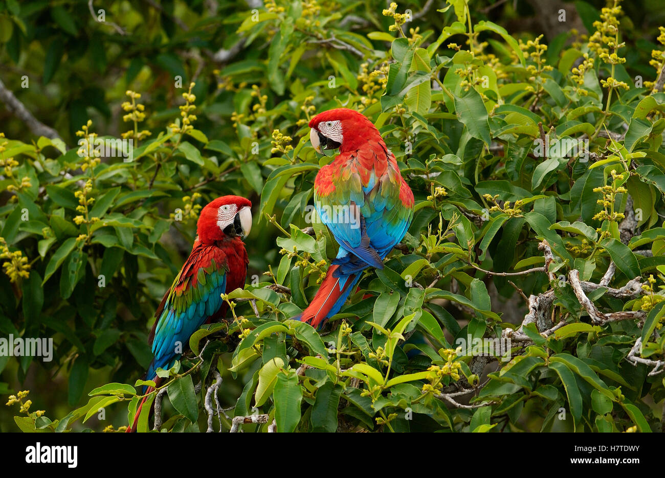 Red And Green Macaw Ara Chloroptera Pair Cerrado Habitat Mato 