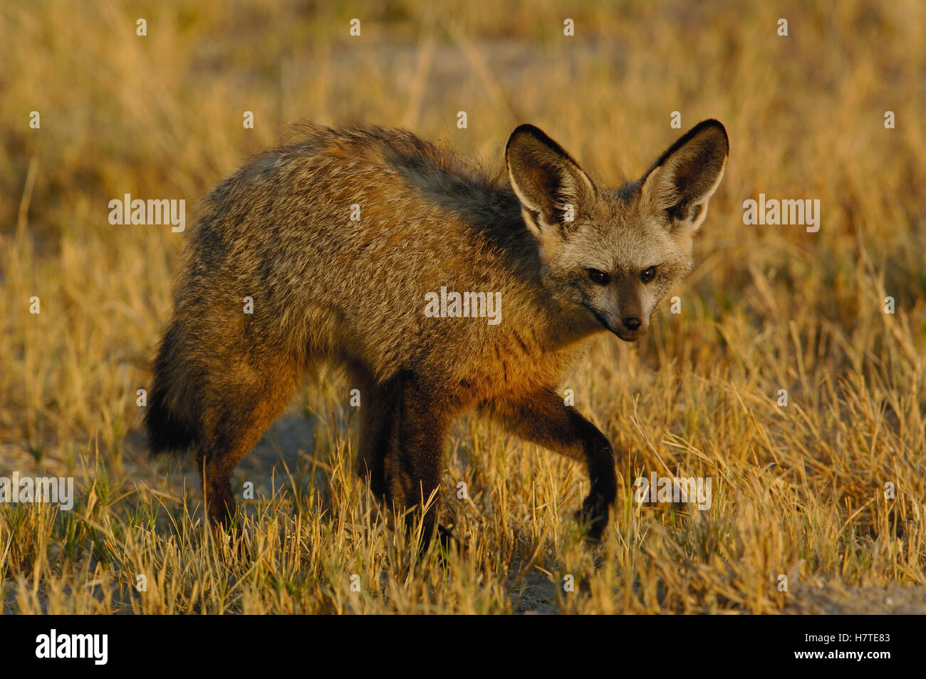 Bat-eared Fox (Otocyon megalotis) portrait, Africa Stock Photo - Alamy