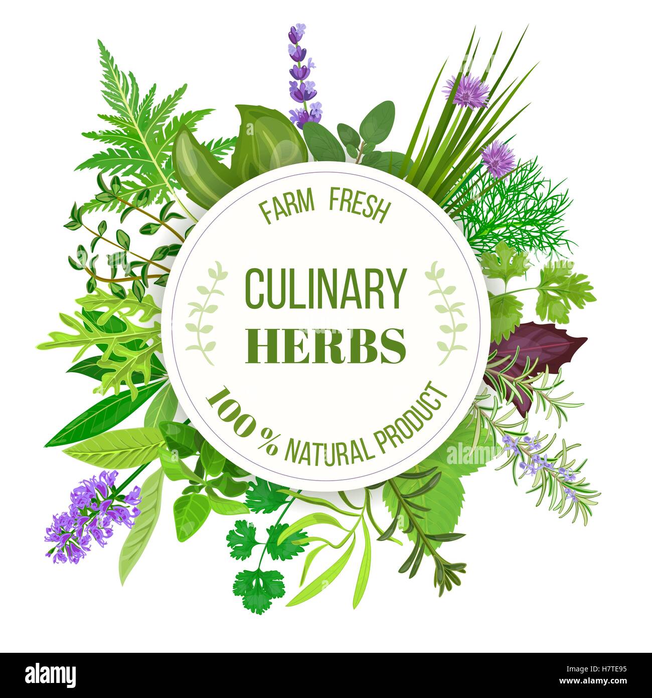 Culinary herbs round emblem Stock Vector