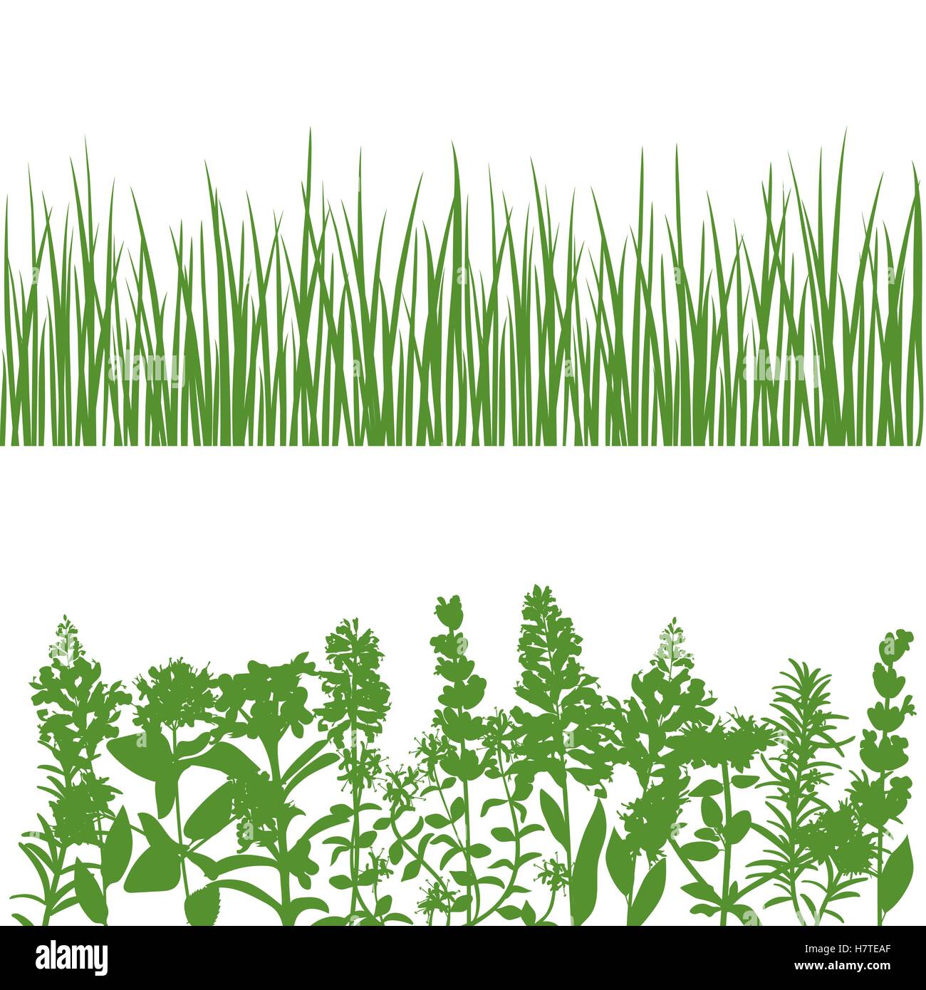 Grass and plants detailed silhouettes on white. Stock Vector