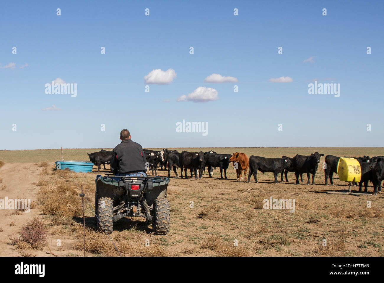 Tank cows hi-res stock photography and images - Alamy