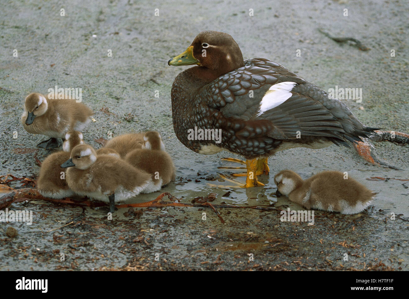 Falkland Steamerduck (Tachyeres brachypterus) mother with ducklings