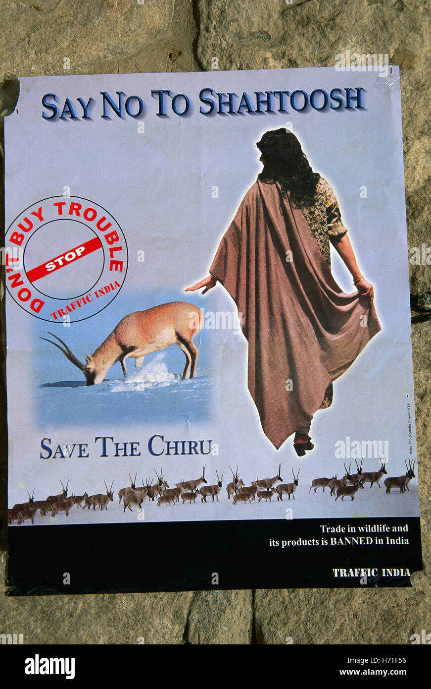 chiru shahtoosh shawl