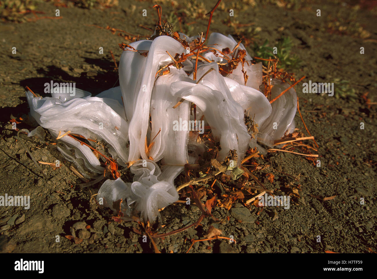 Ice flower, these desert plants expel moisture from roots to survive ...