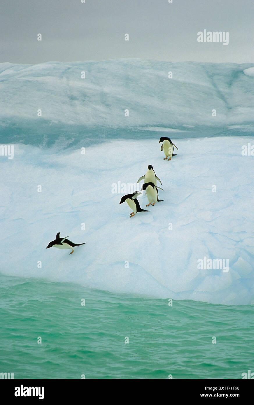 Adelie Penguin (Pygoscelis adeliae) group diving into sea, Dumont d ...