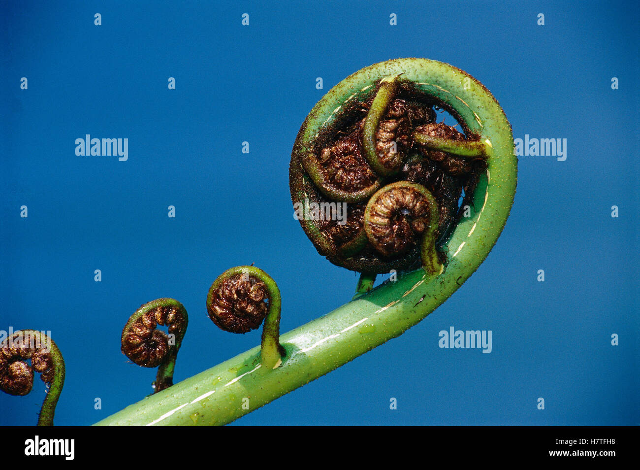 Tree Fern fiddlehead unfurling, New Zealand Stock Photo Alamy