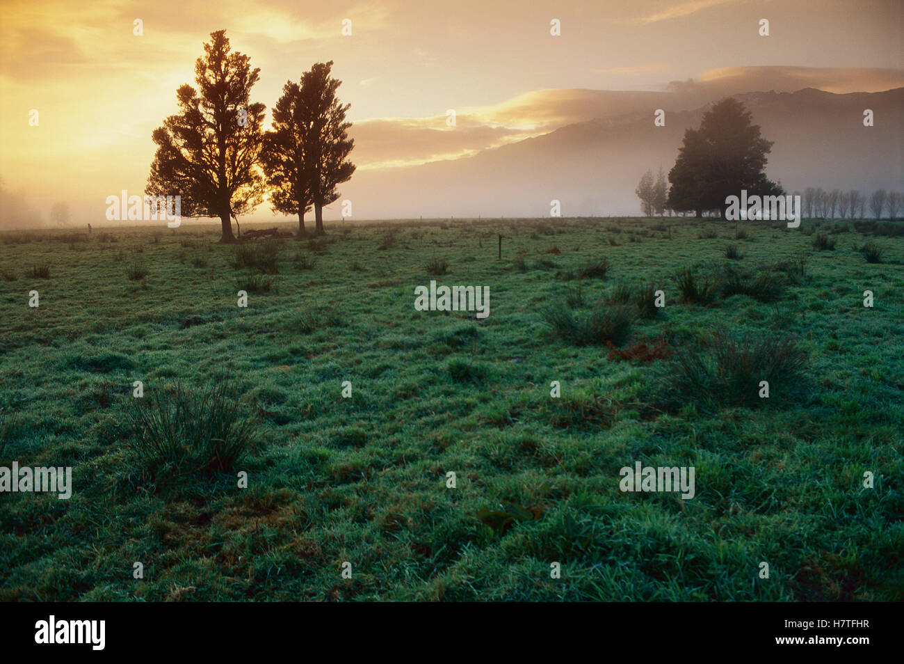 Dawn light over South Island farmland, New Zealand Stock Photo - Alamy