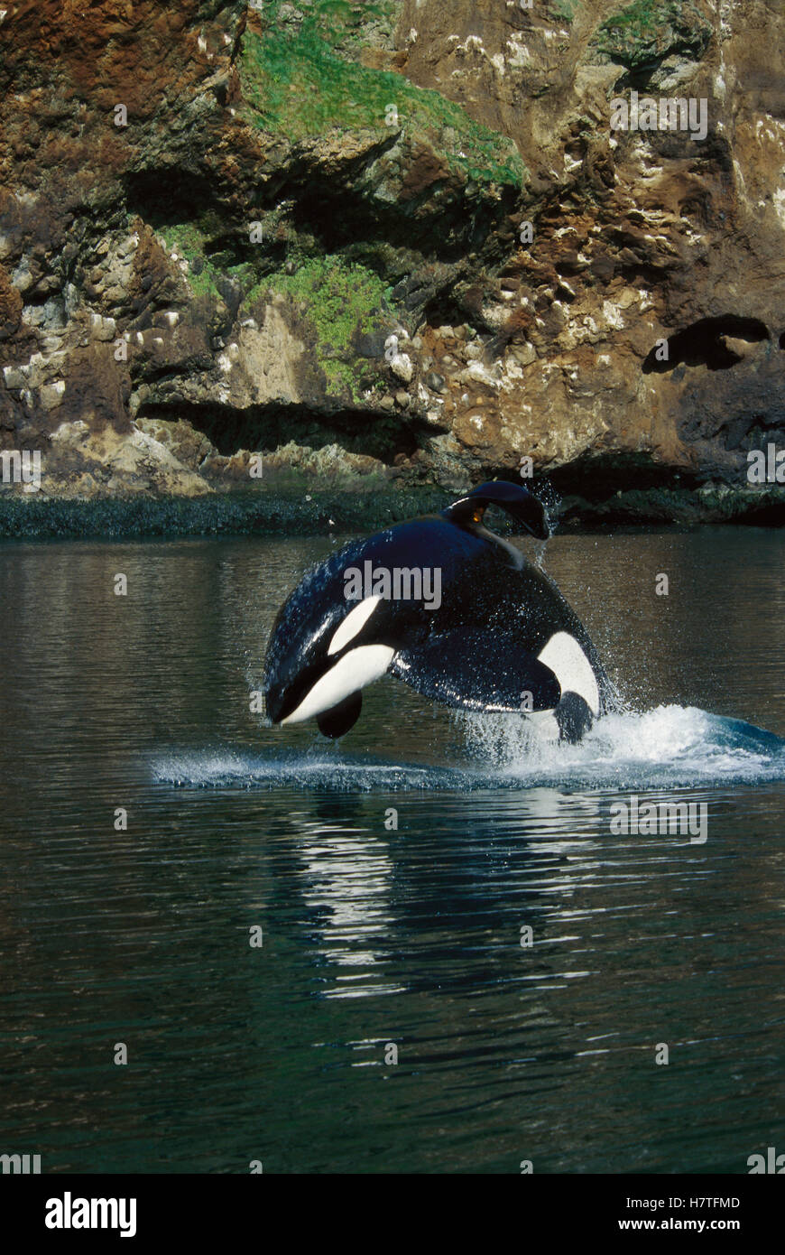 Keiko The Whale Jumping