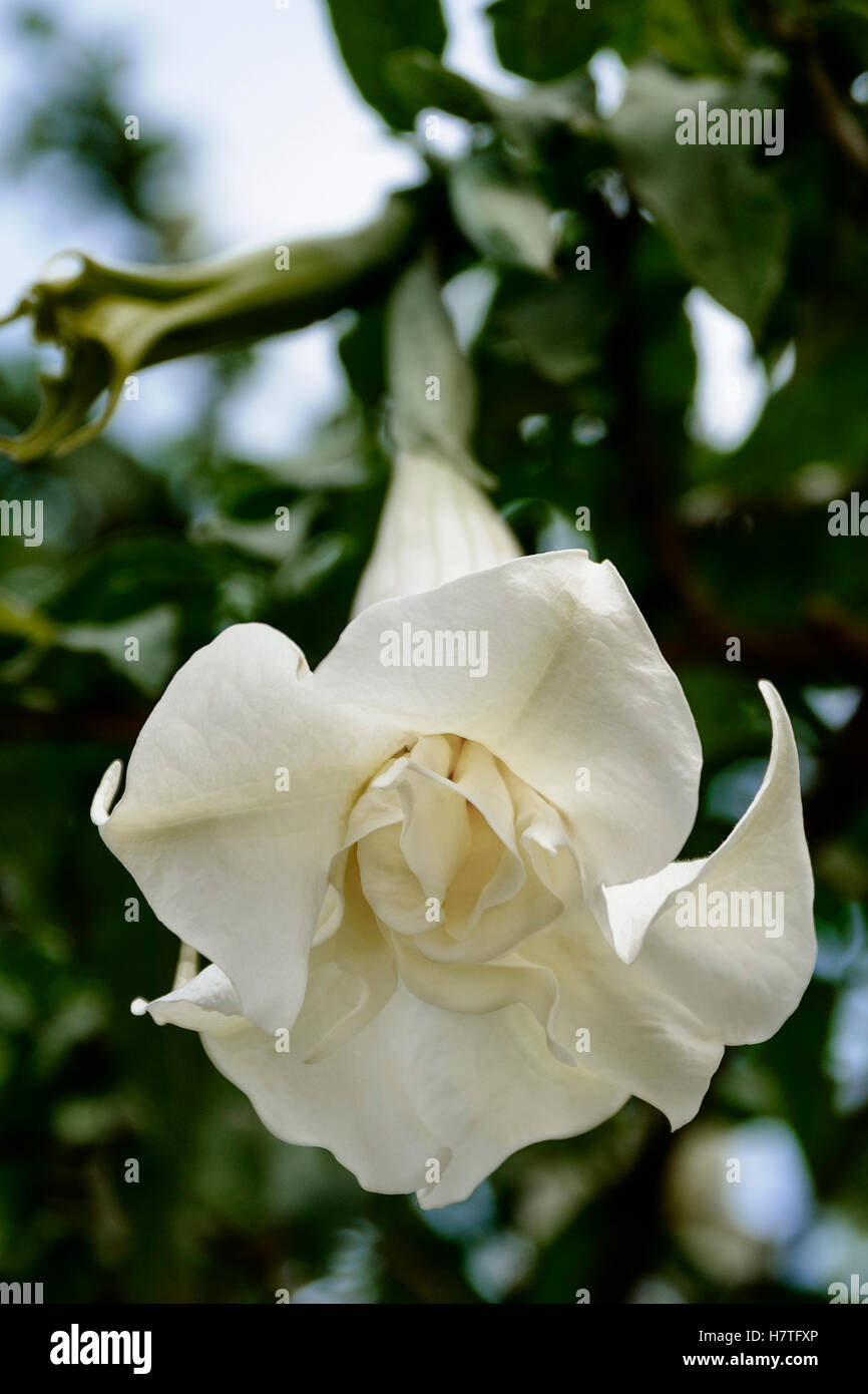 Datura stramonium. Flower of a tree in Colindres, Cantabria, Spain, Europe Stock Photo