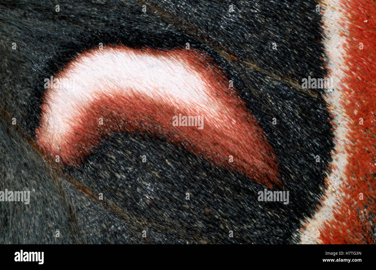 Cecropia Moth (Hyalophora cecropia) detail of wing Stock Photo - Alamy