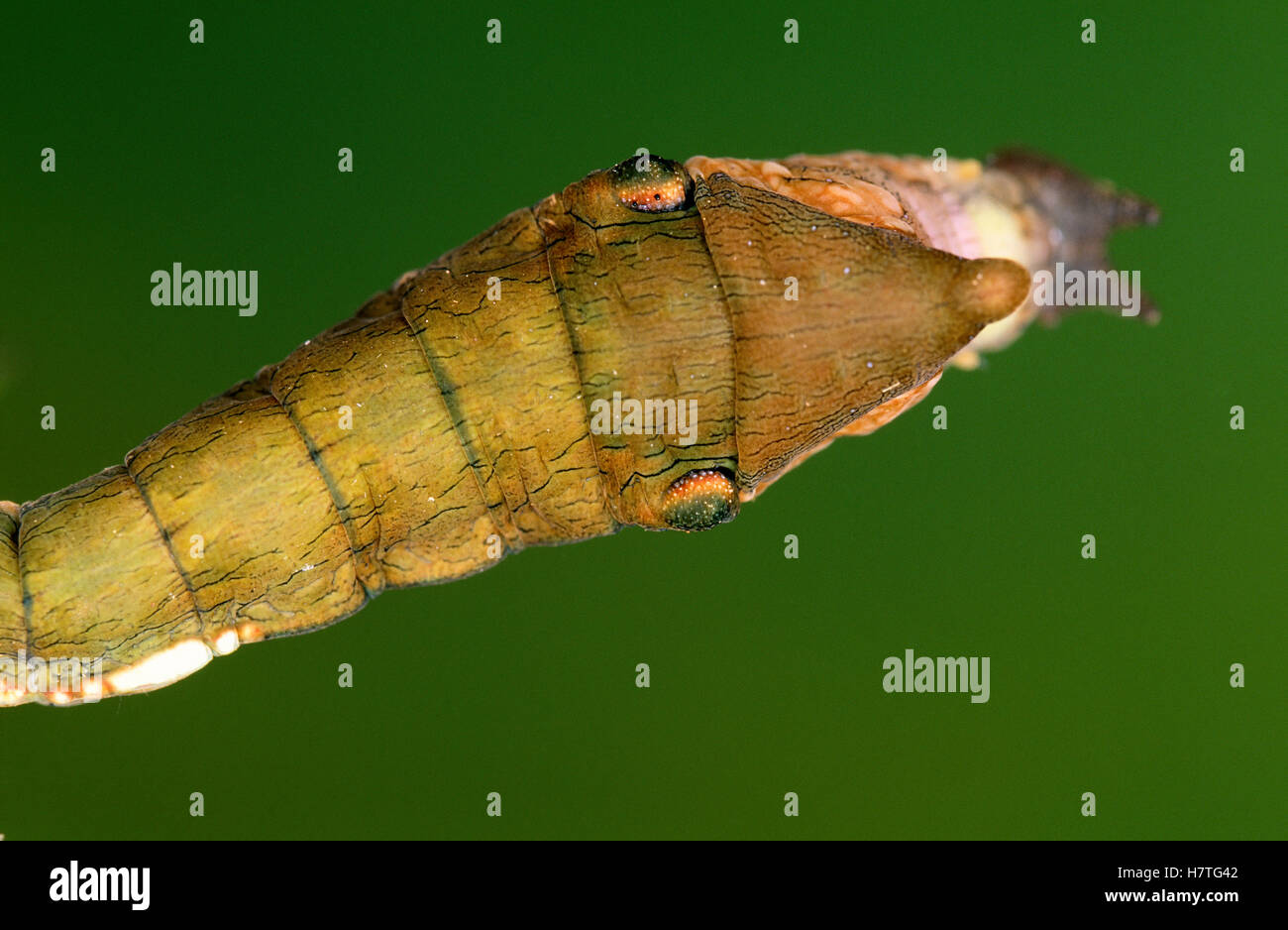 Nymphalid Butterfly (Nymphalis sp) caterpillar head Stock Photo Alamy