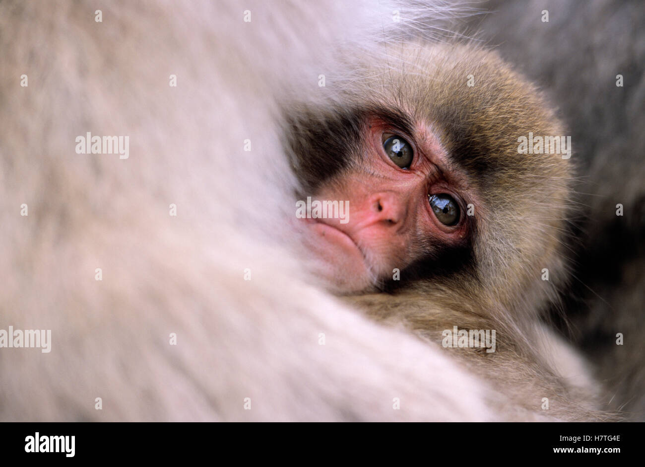 Japanese Macaque (Macaca fuscata) portrait of baby, Japan Stock Photo ...