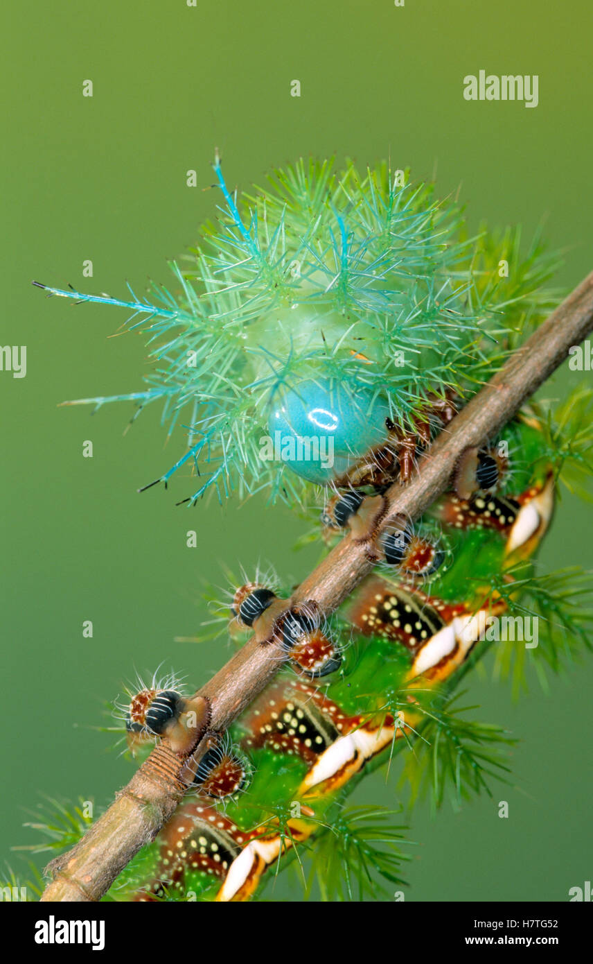 Moth (Automeris zozine) caterpillar Stock Photo - Alamy