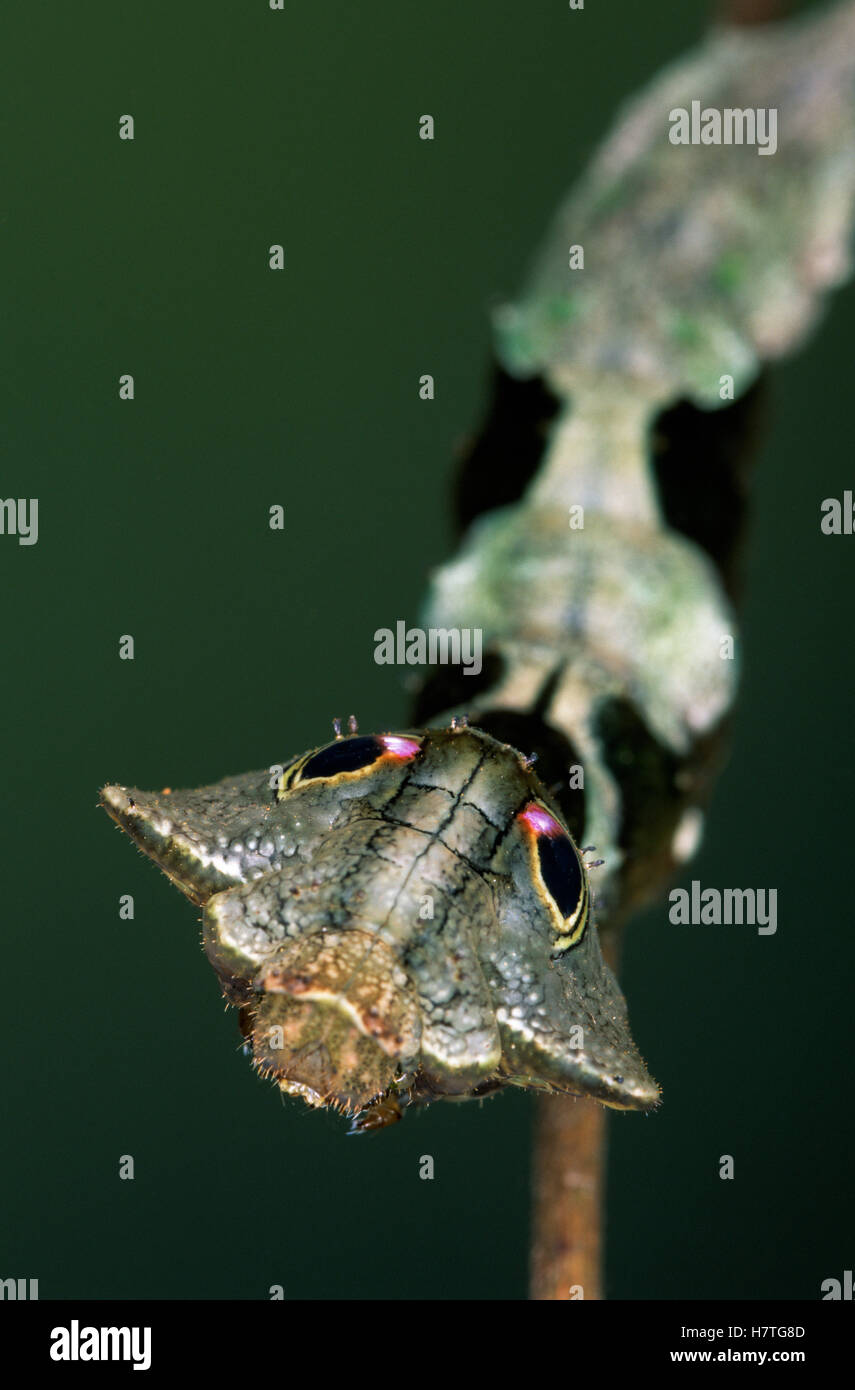 Saturniid Moth (Oxytenis beprea) caterpillar with false eye spots Stock ...