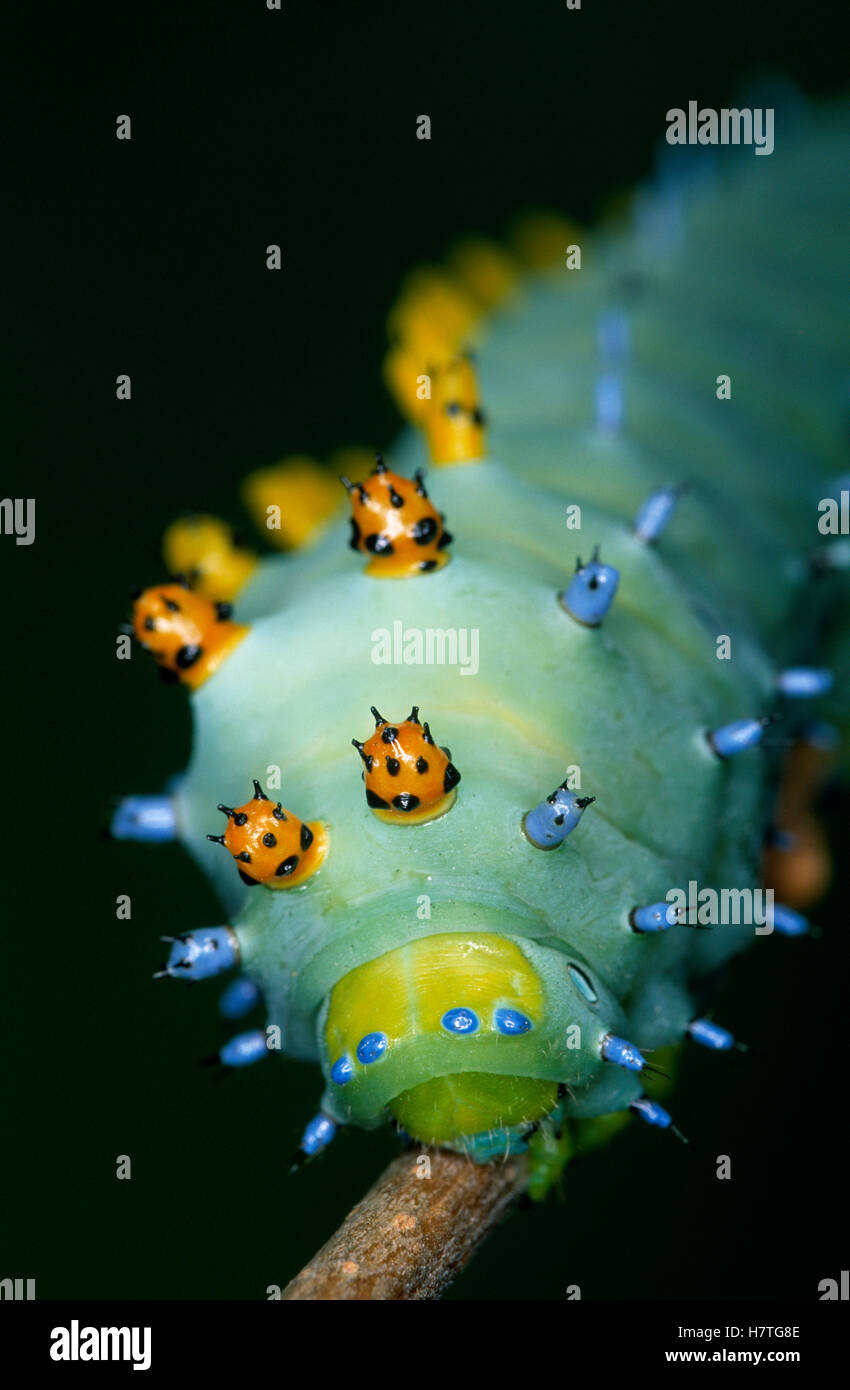 Cecropia Moth (Hyalophora cecropia) caterpillar, close up of head Stock ...