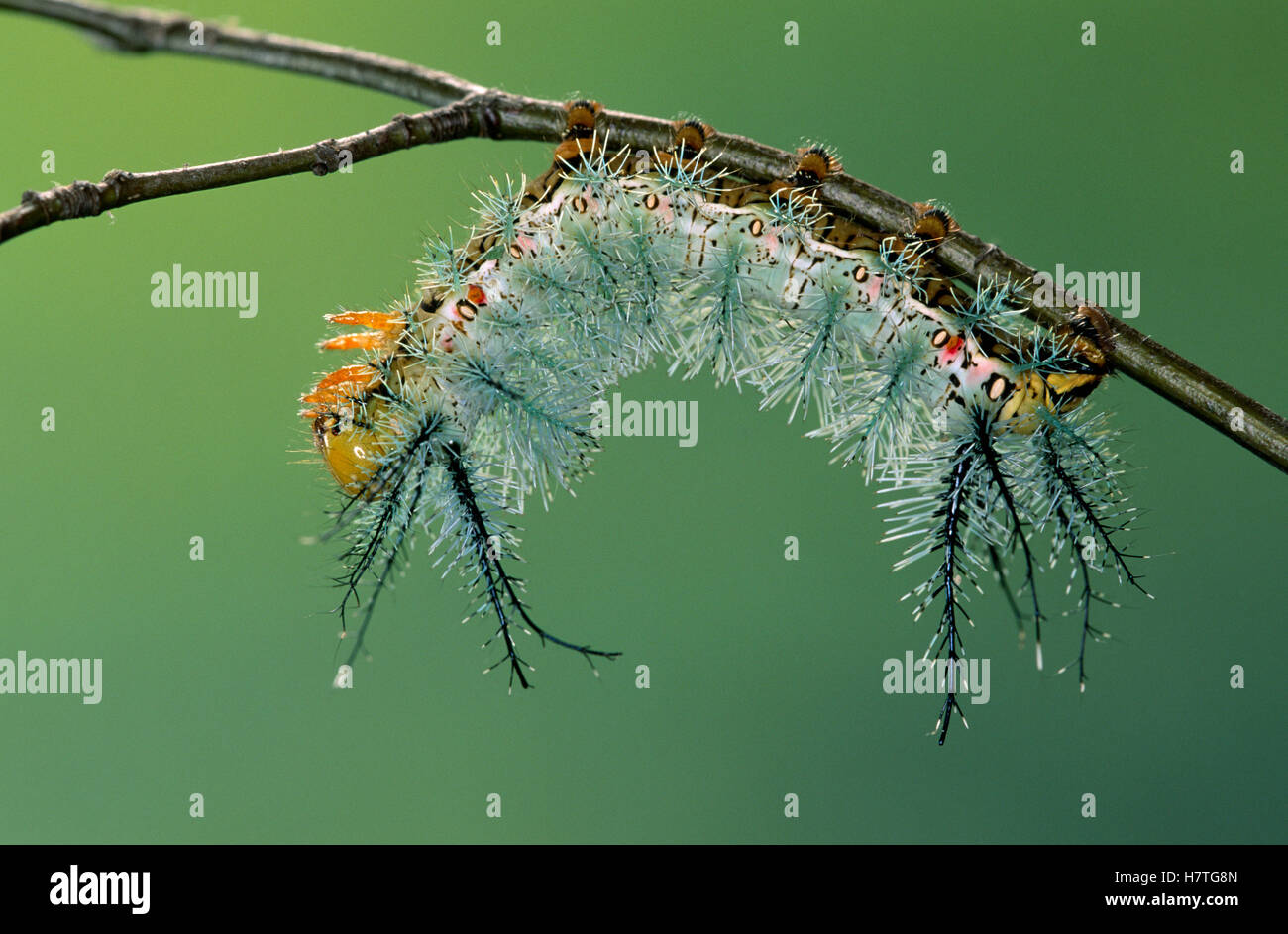 Saturniid Moth (Gamelia rindgei) caterpillar on twig Stock Photo - Alamy