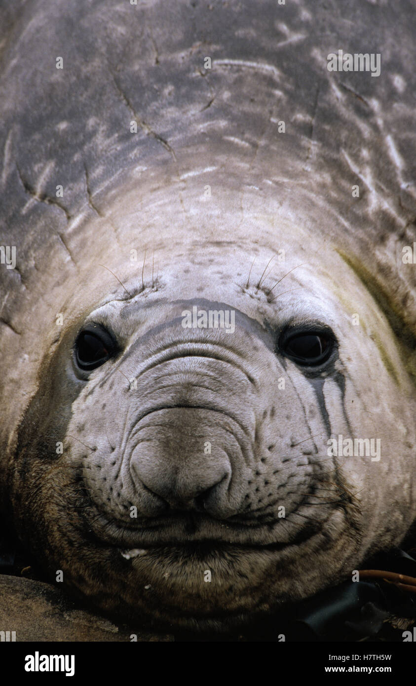 southern-elephant-seal-mirounga-leonina-portrait-south-georgia