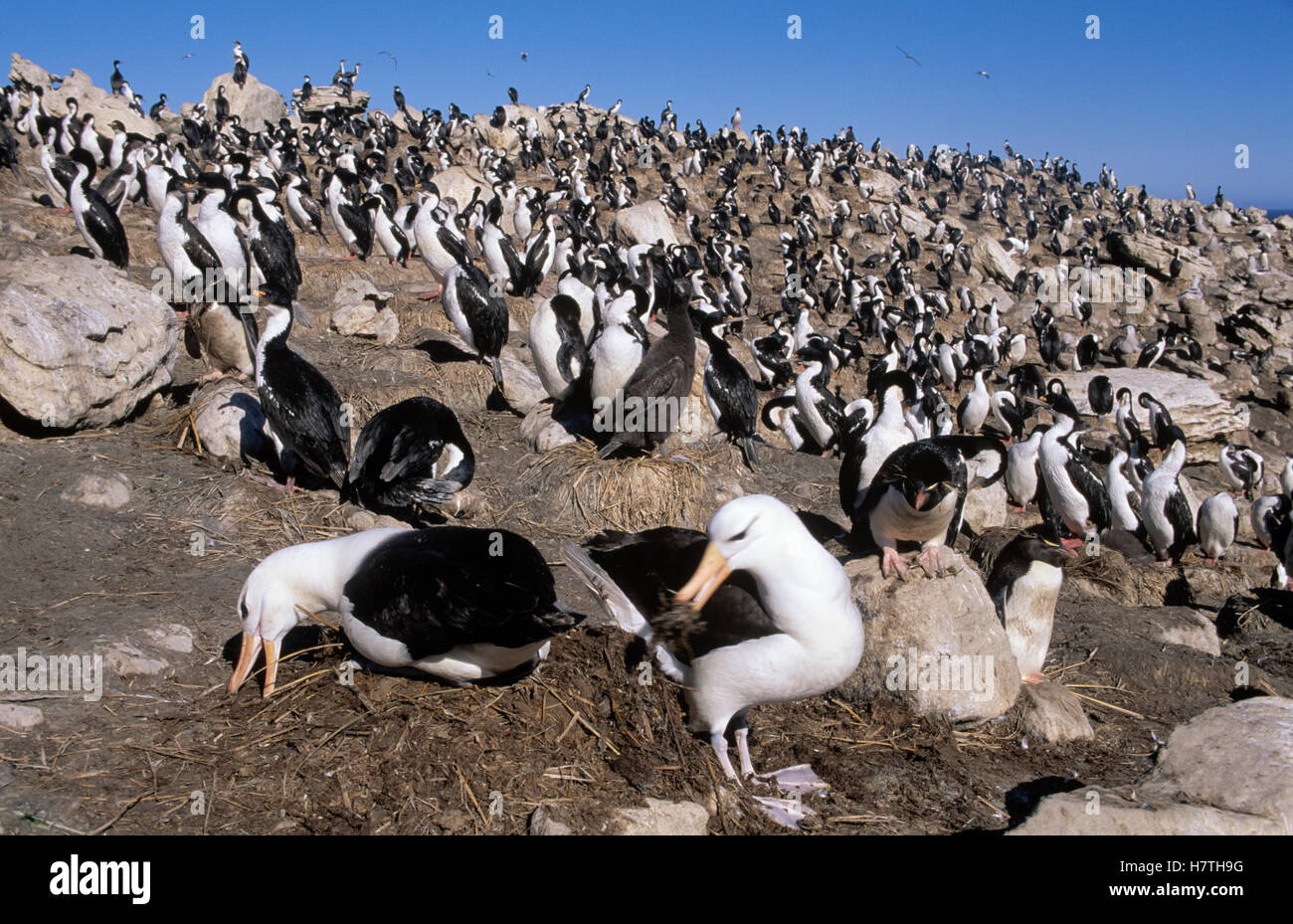 Blackbrowed Albatross (Thalassarche melanophrys) pair building nest